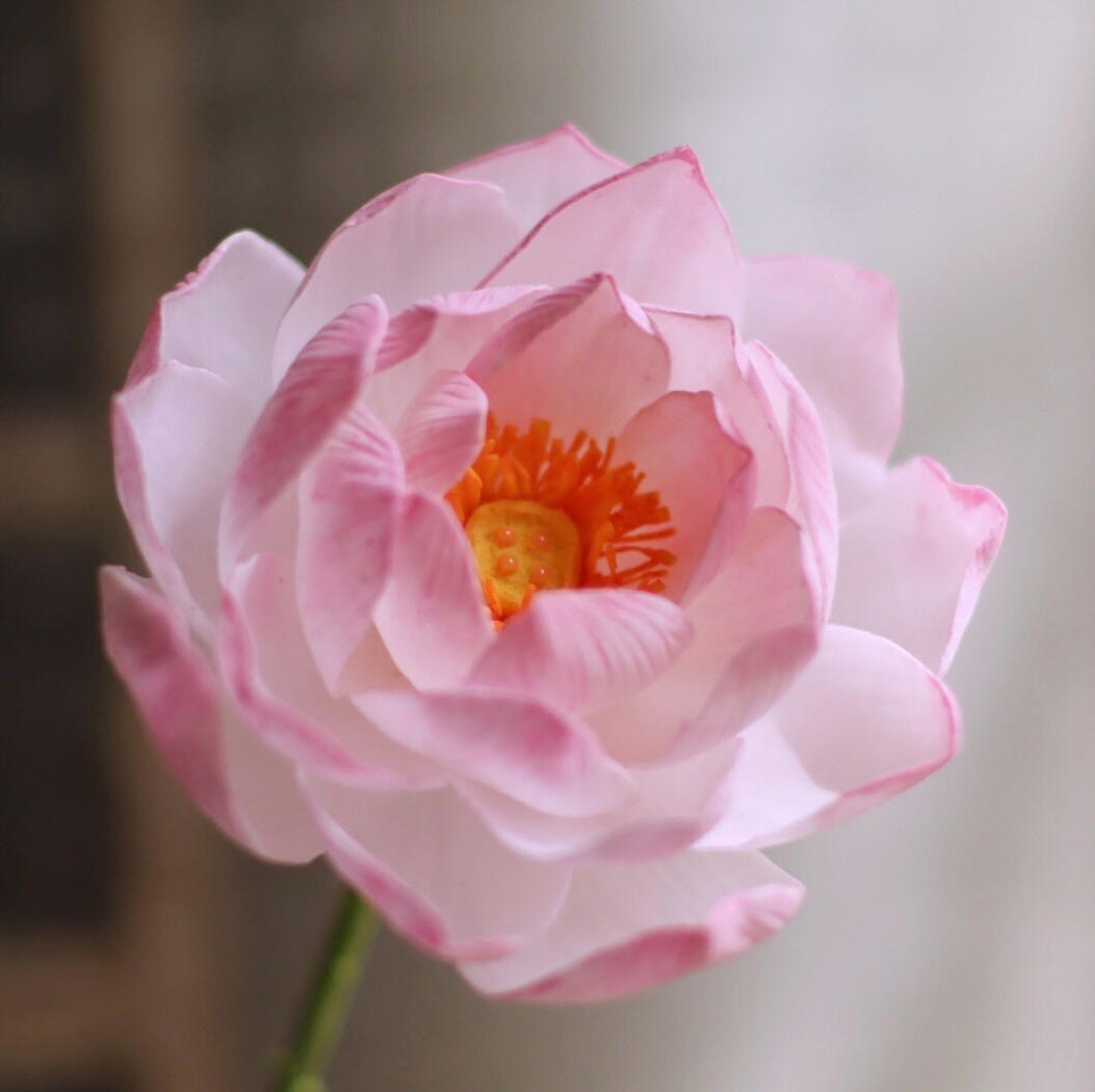 芙蕖清清