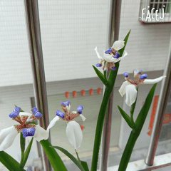 那些花儿<记录篇>