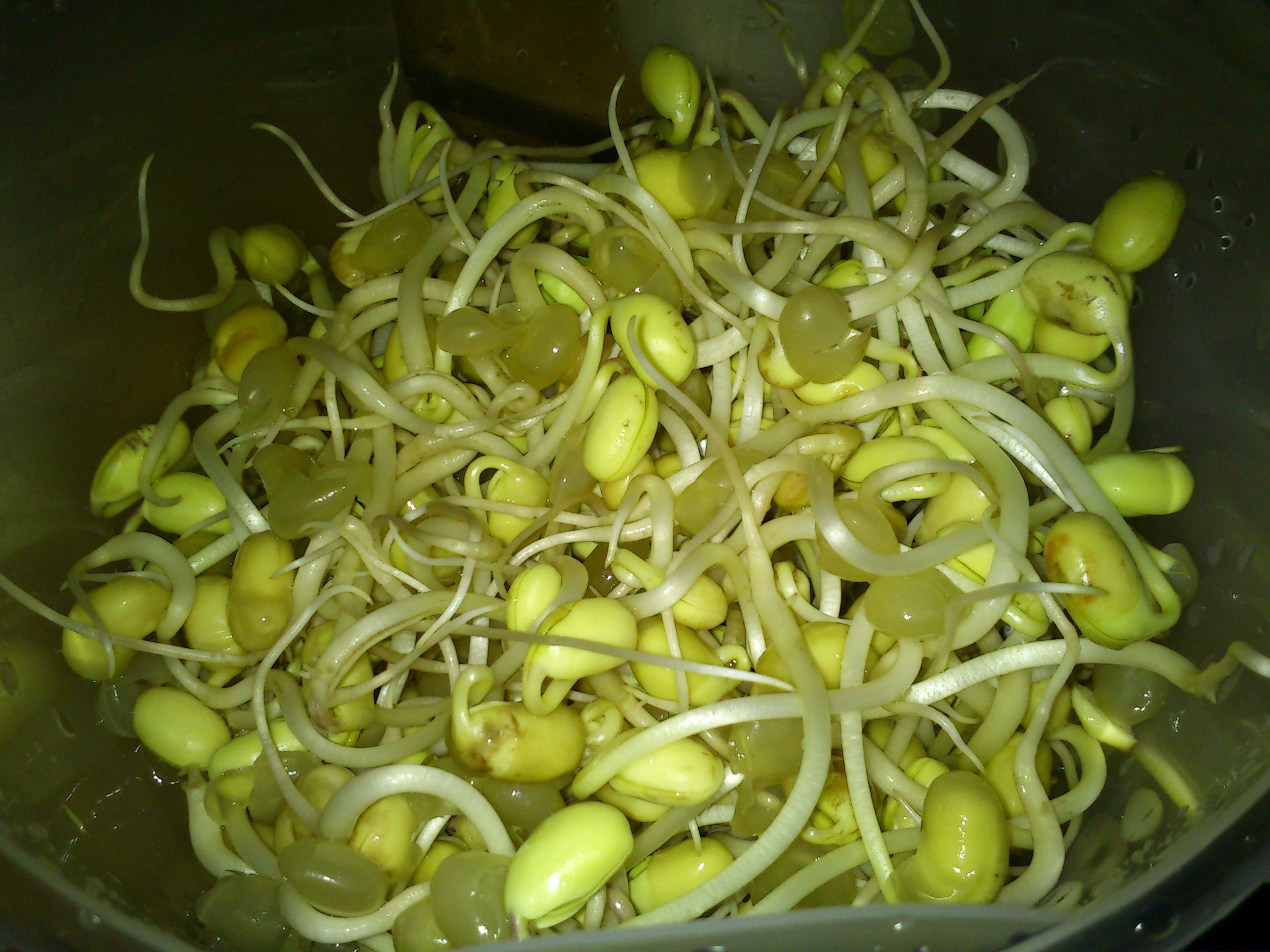 自发豆芽