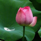 桐花初放
