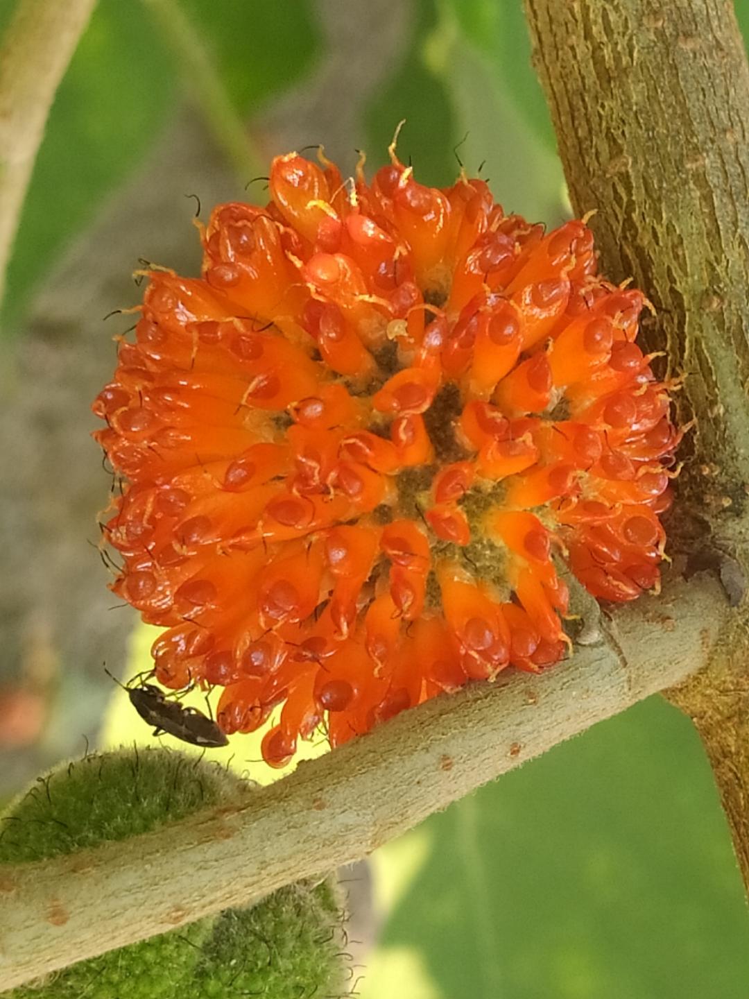 花姐美味