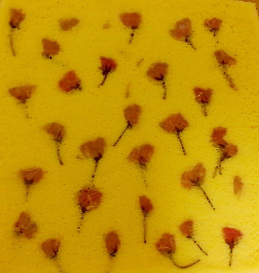 樱花蛋糕卷（关于毛巾面的一切）