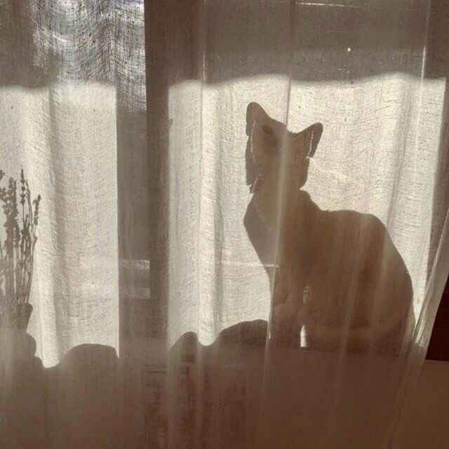 洋大哥