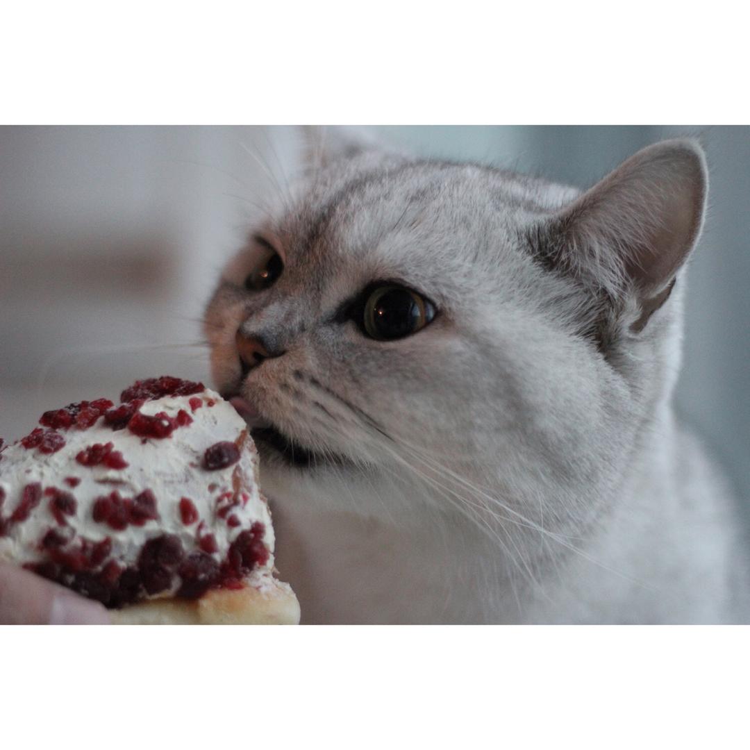 面包店里的常客——蔓越莓奶酪软欧