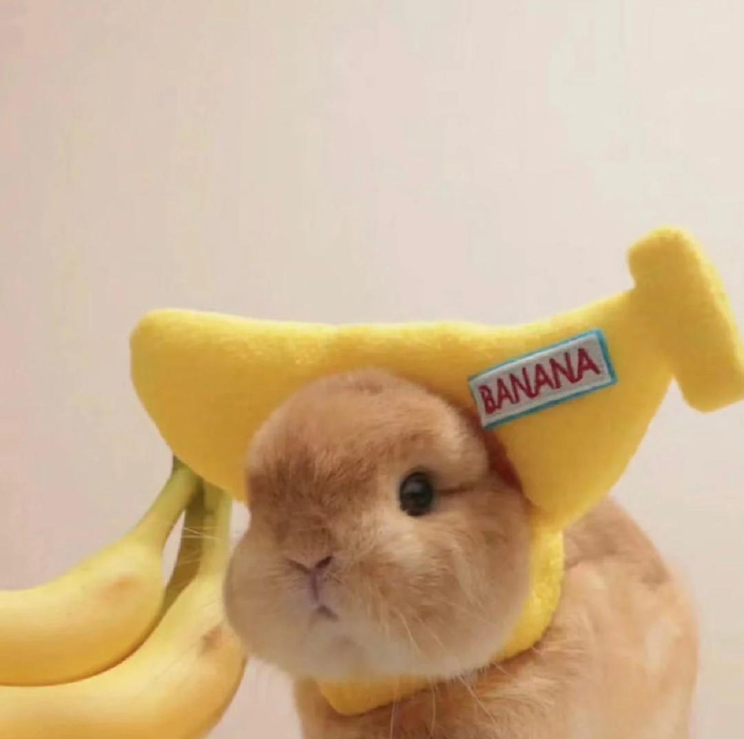 柠檬爱吃奥利奥