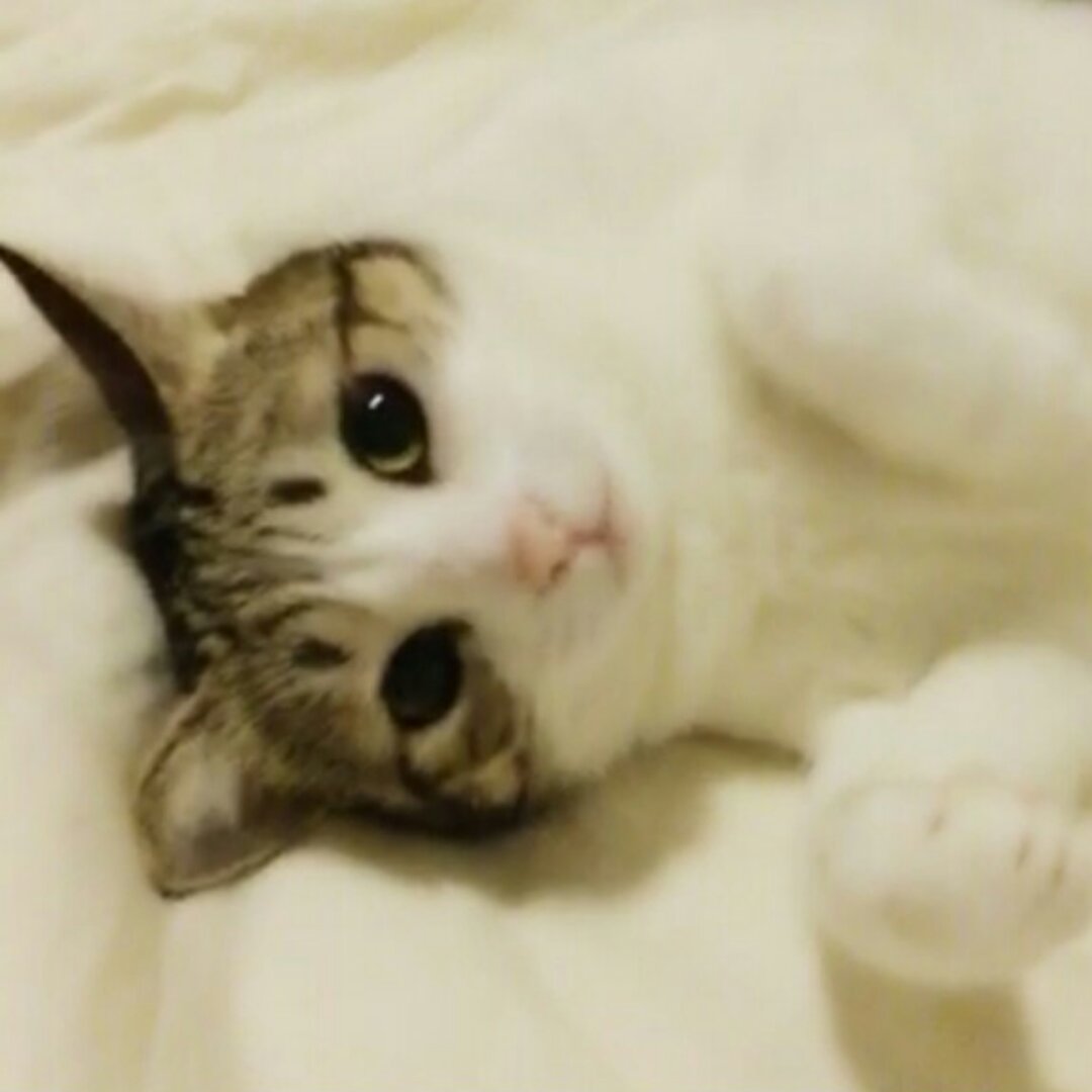 笨猫_如果还有明天