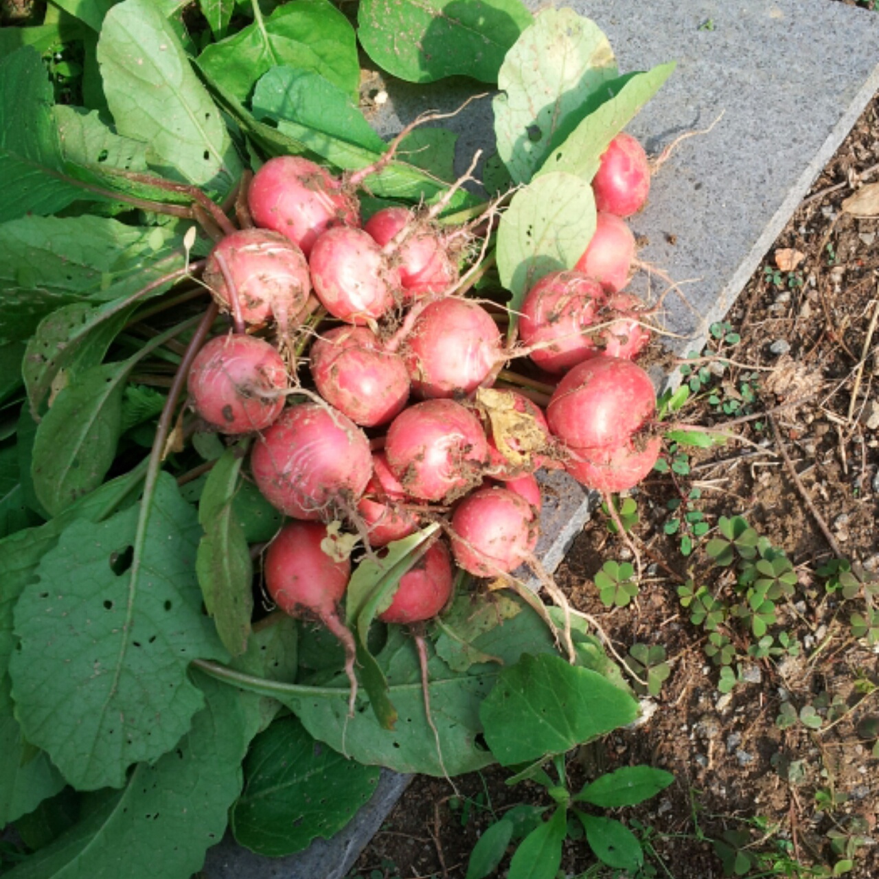 2015年5月19日#晚餐612015年5月19日#我家花园里的洋花萝卜收获啦!