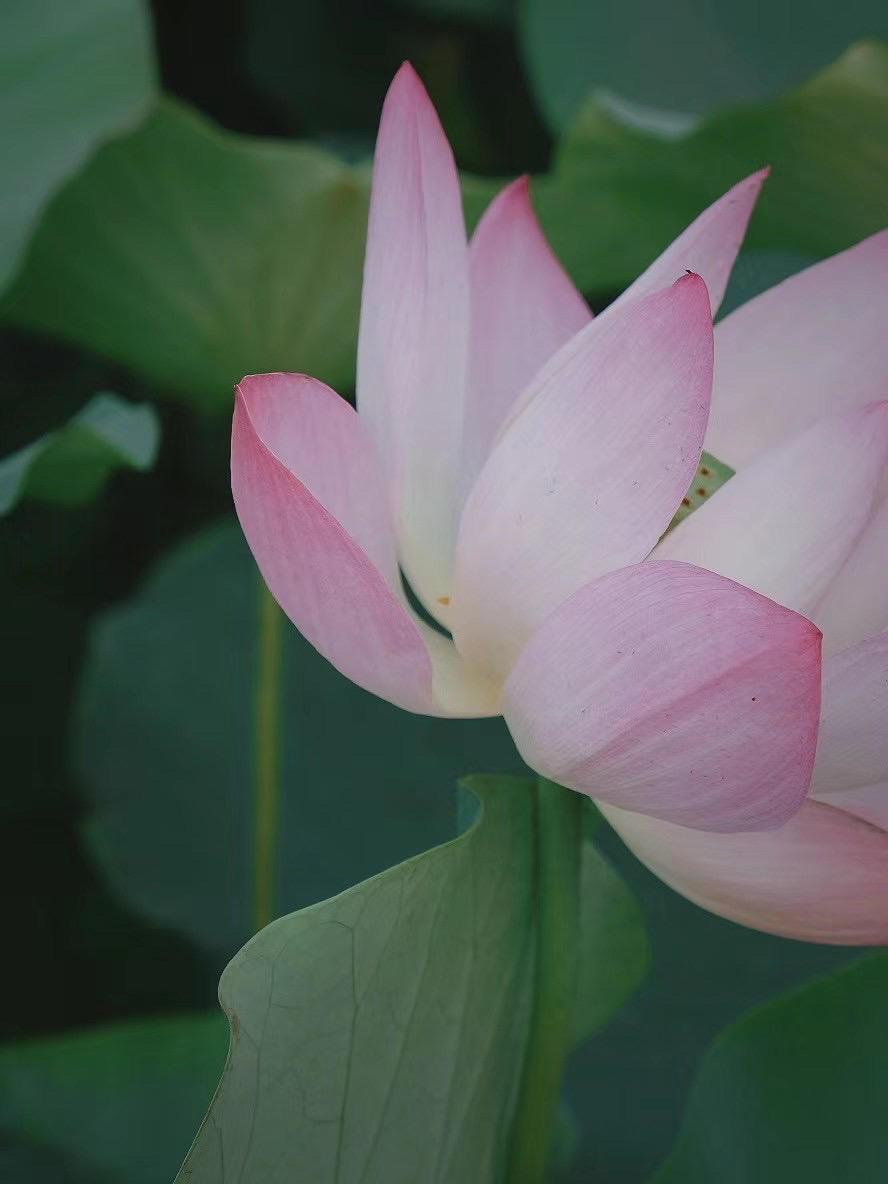 河的香香厨房