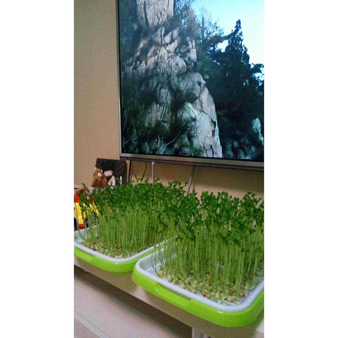 可以当绿植的豆芽