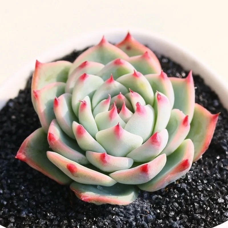 红宝石和玉露