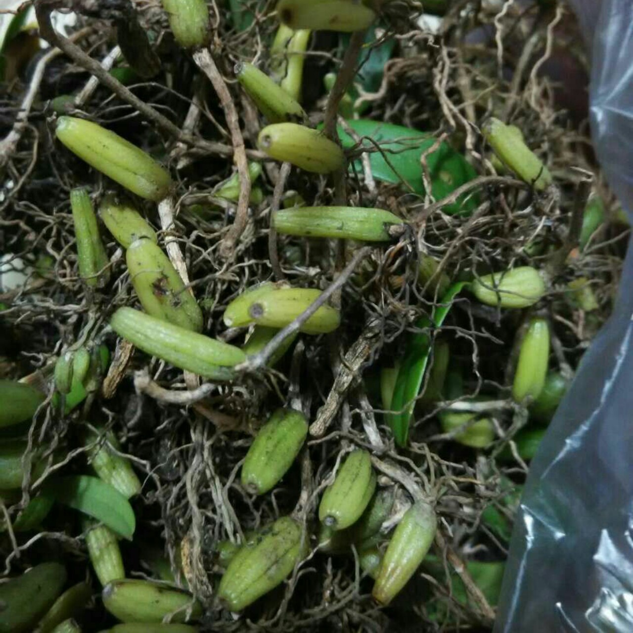 石橄榄炖排骨