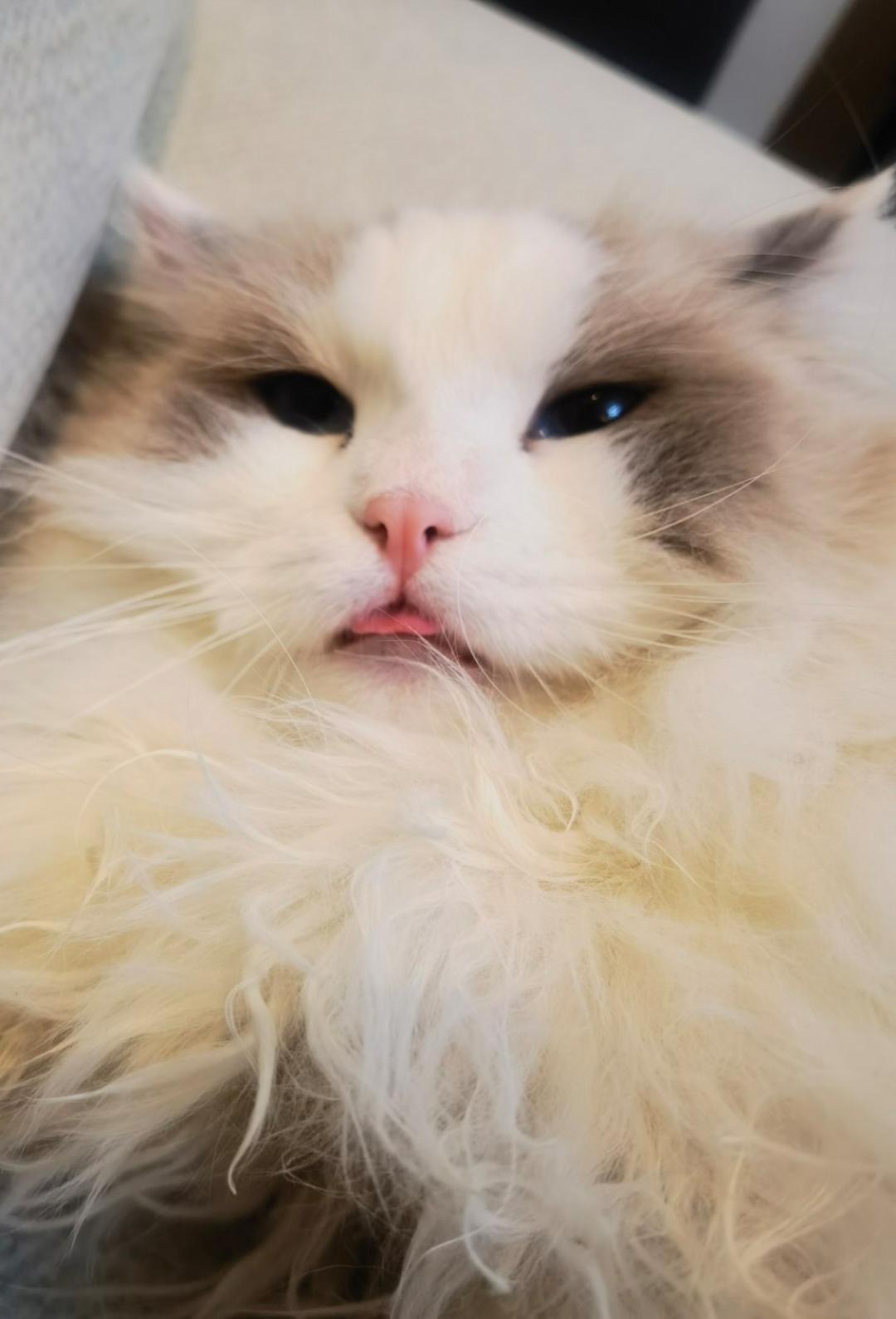 臭臭爱狗狗
