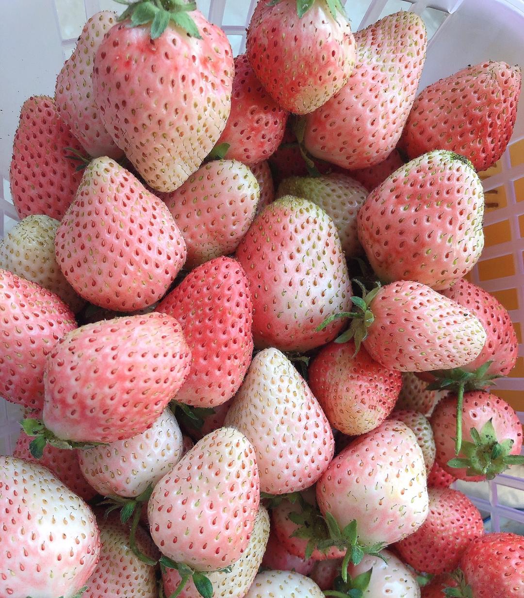 美味合集