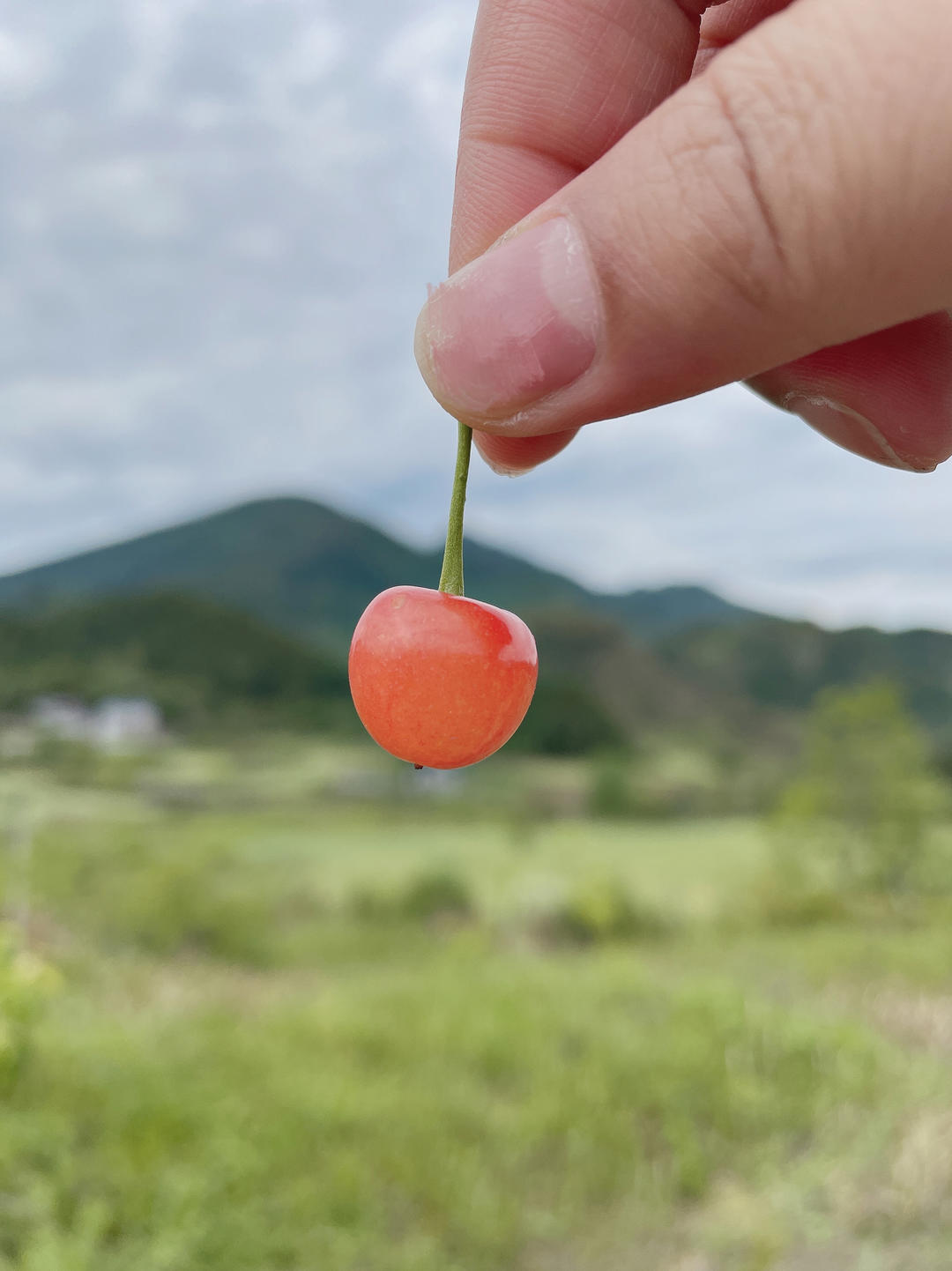 锦鲤熊