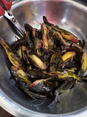 嘎牙子炖豆腐〉,大集偶遇嘎牙子。欣小厨 😉的做法步骤图】欣小厨_家中小厨娘_下厨房
