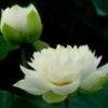 澜心_3swz