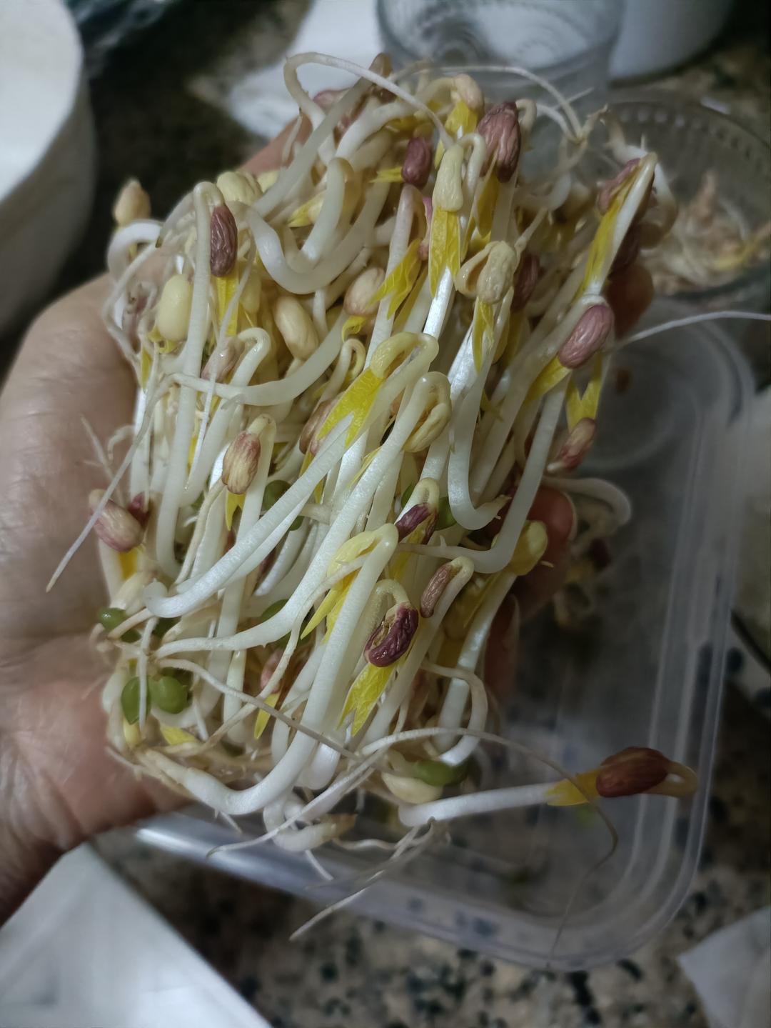 原来生绿豆芽这么简单，一个杯子就搞定，这方法太棒了