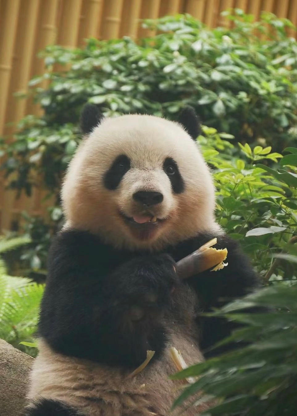 依旧绿罗裙