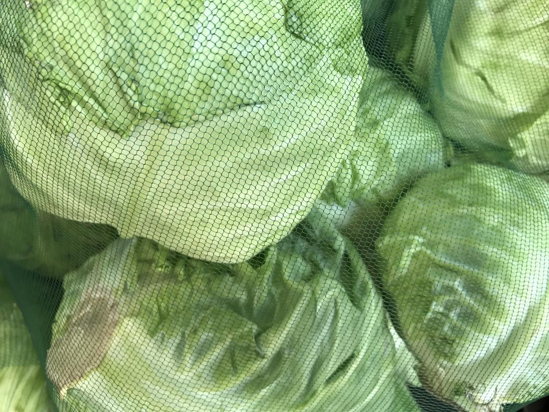 夏季腌大头菜酸菜（大量版）