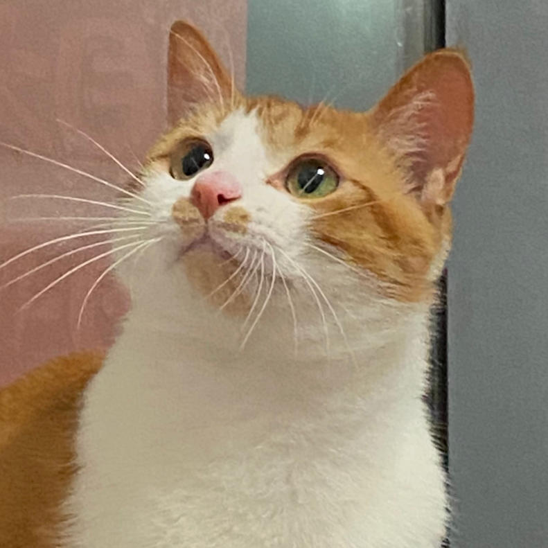 小炒小炒味道炒好