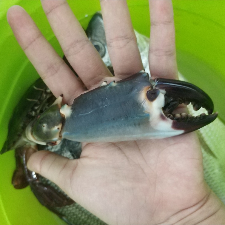 海青蟹·黑鳍鲷砂锅粥潮汕味的做法 步骤3