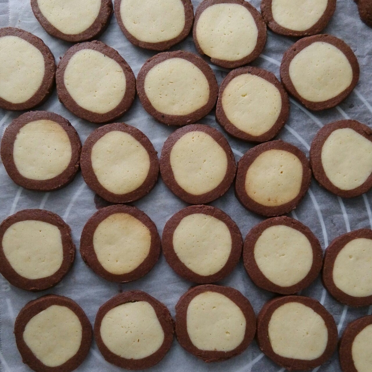 萌哭了的可可狮子饼干