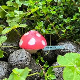 蘑菇🍄--樱桃萝卜版