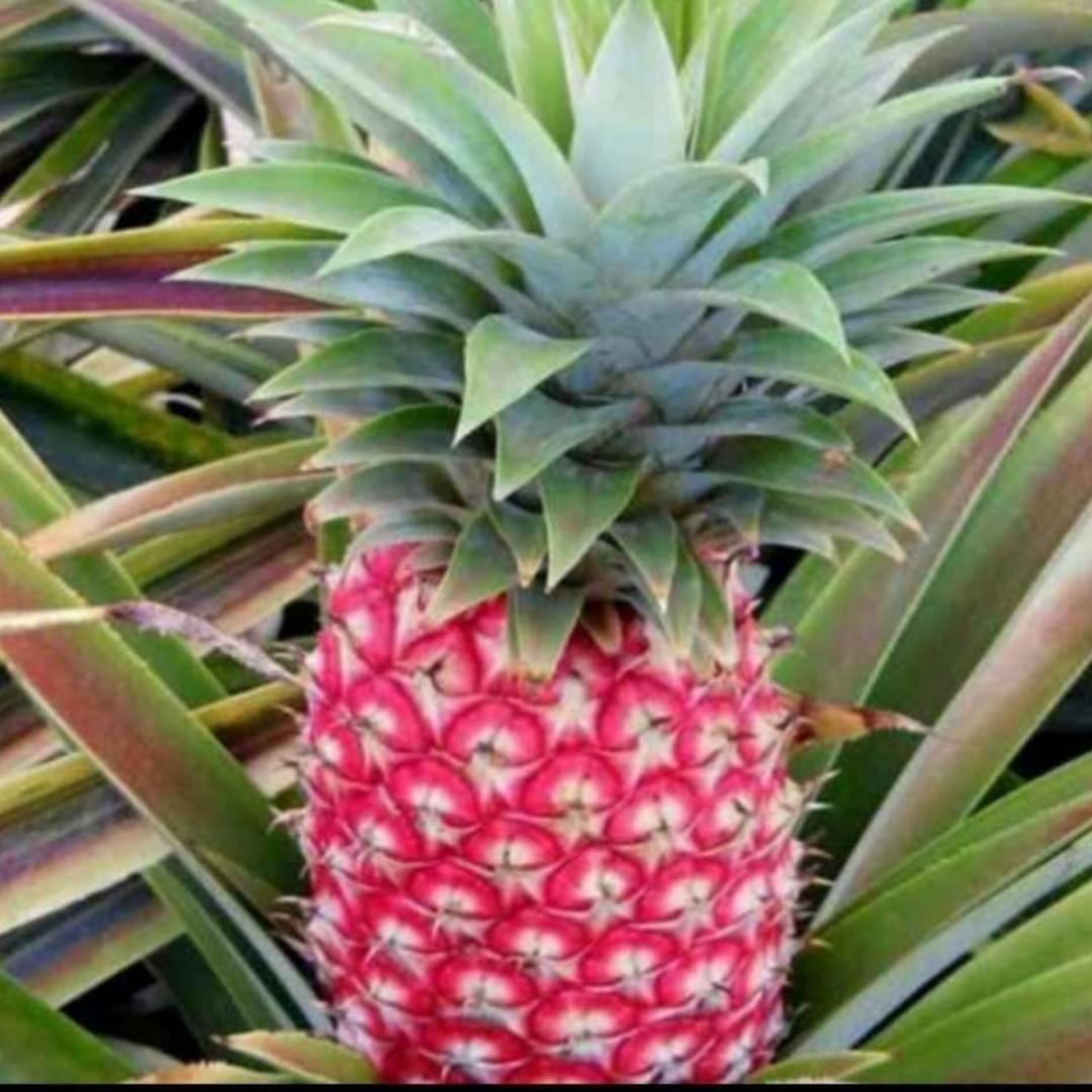 红菠萝