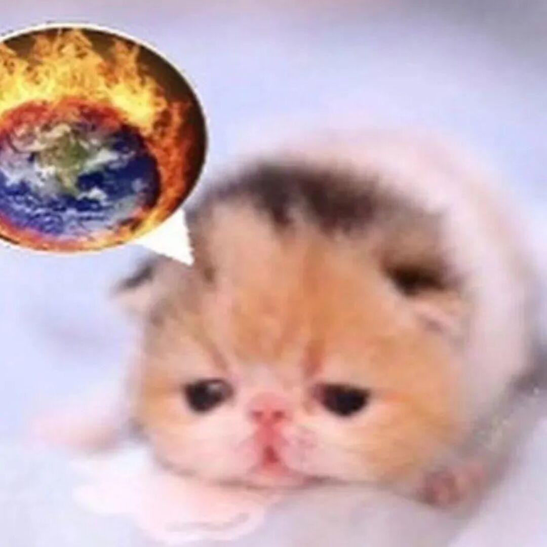 奶猫女王的私猫大厨