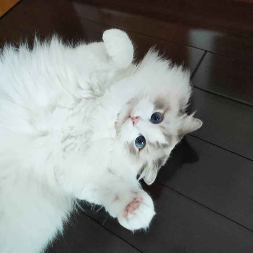 一只绿梨子
