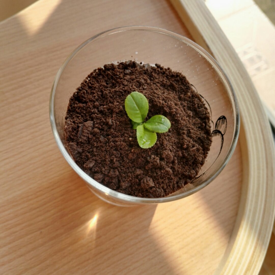 奥利奥酸奶盆栽