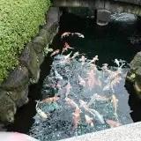 青梅1688