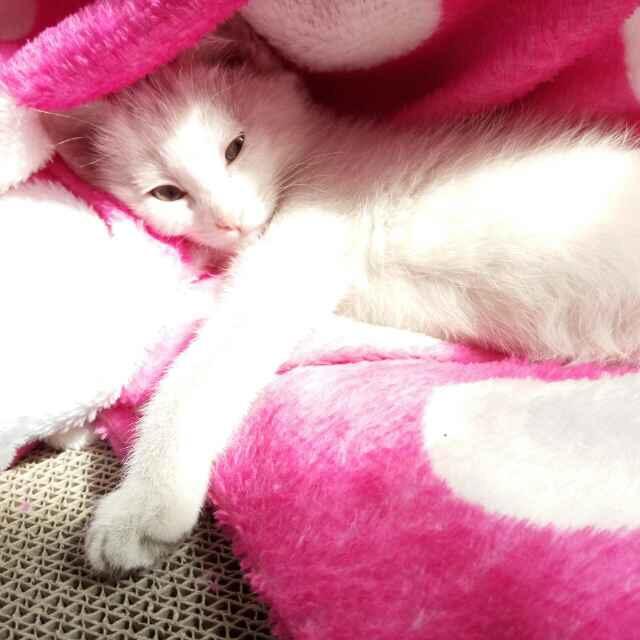 koneying