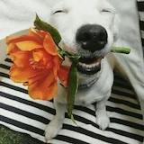 最爱薯条讨厌土豆的嘚嘚嘚