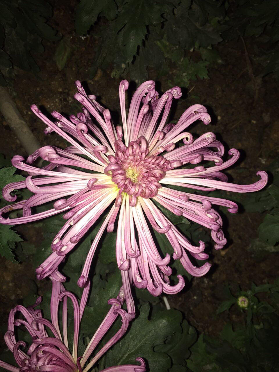 零失败日式咖喱鸡肉饭！！最正宗日本家庭做法！简单又好吃！