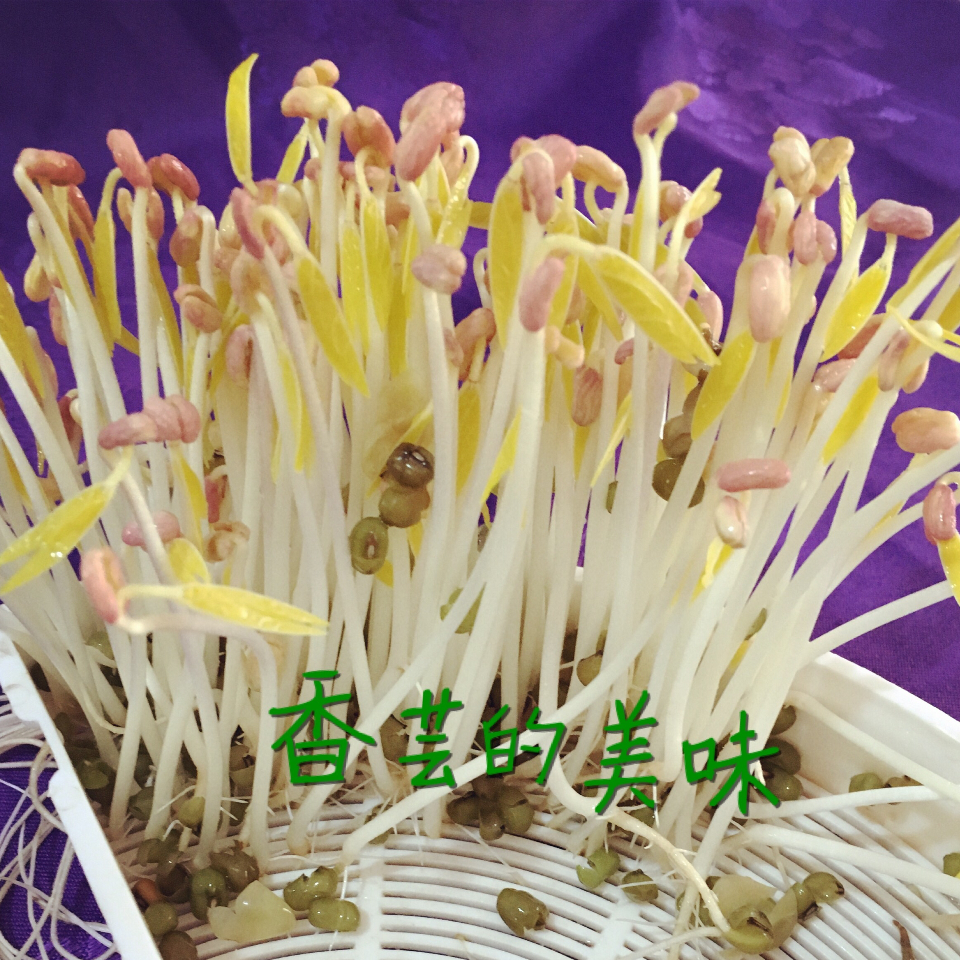 自然生环保豆芽（豆芽机版）