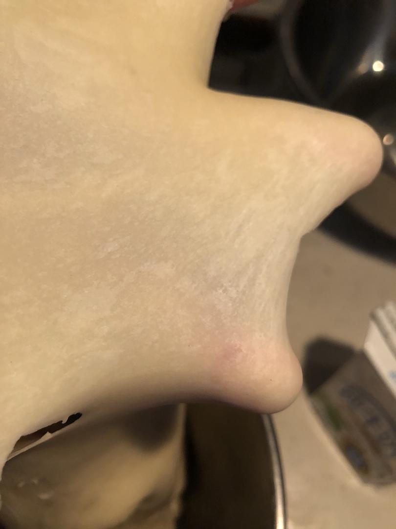 香草牛奶面包（波兰种）