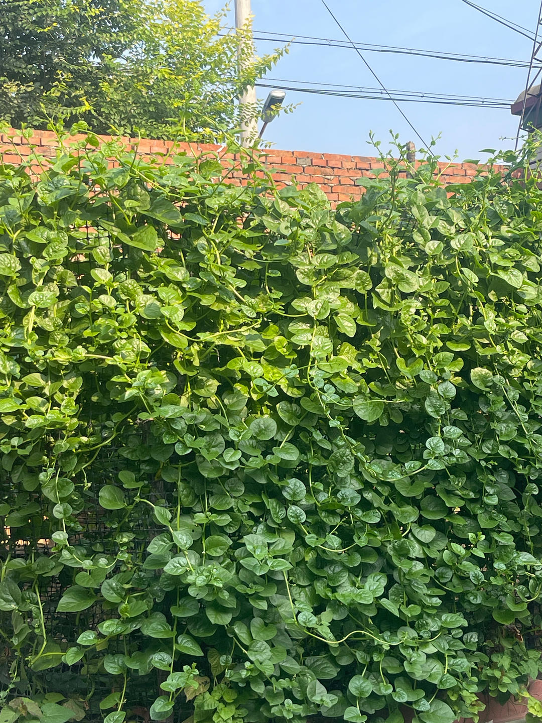 消灭木耳菜