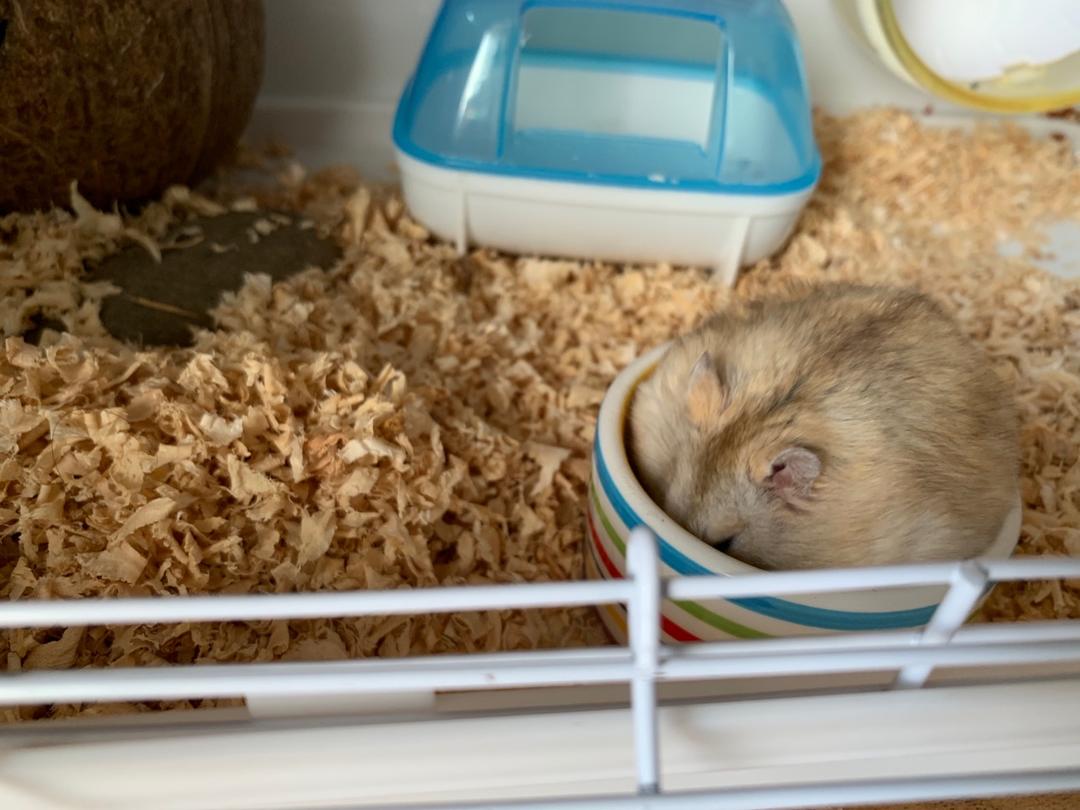 晒晒你家宠物迷人的后脑勺