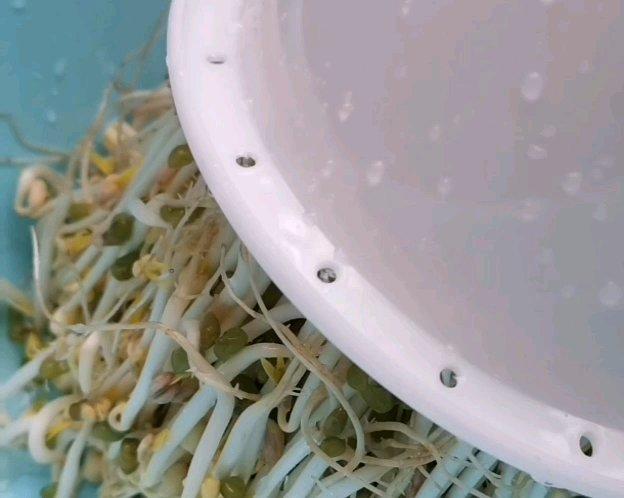 阳台小菜园，简单易种～持续更新中