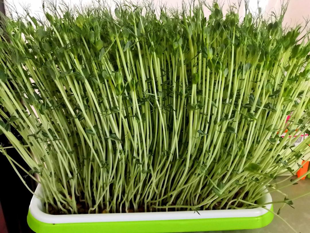 水培甜荞麦芽苗