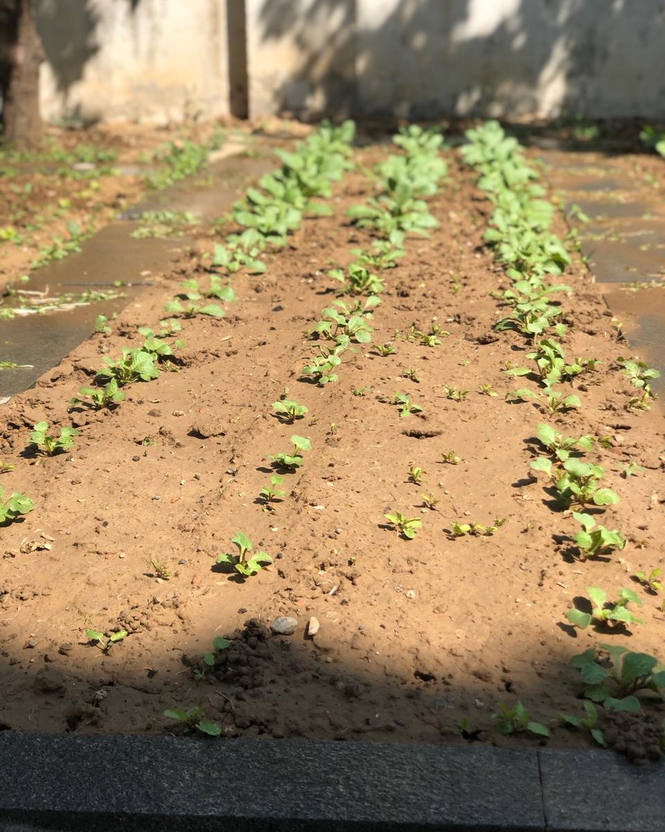 在自家院子里种菜
