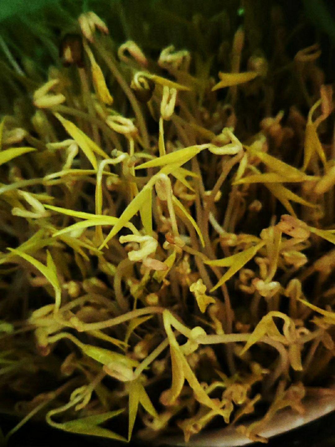 自发绿豆芽/自生豆芽/自制豆芽