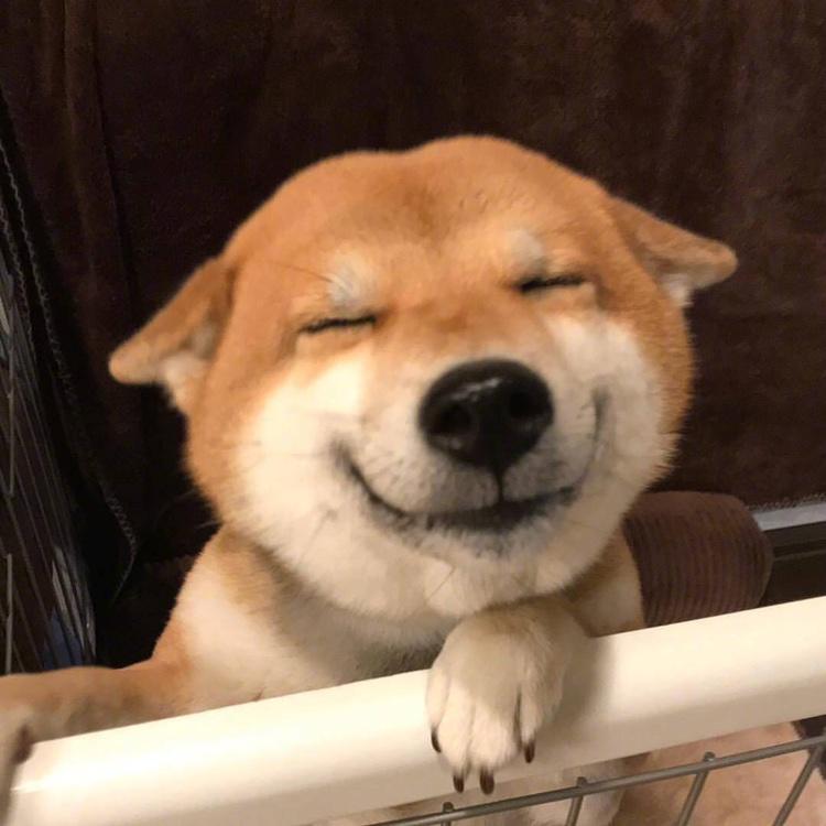 花间小柴狗
