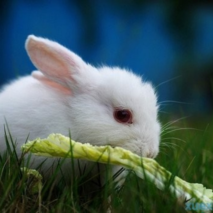 大白兔吃小白菜的厨房
