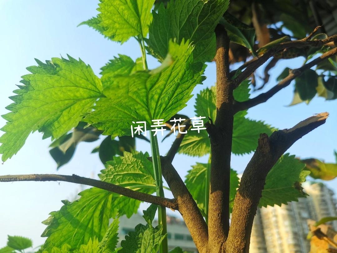 红薯白米粥
