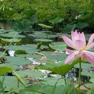 薏米薏米薏米薏米