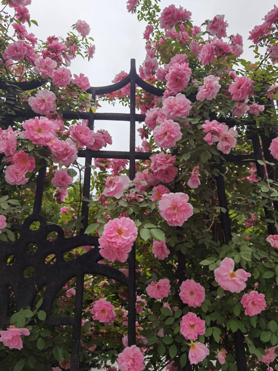 热爱烟火气的小厨