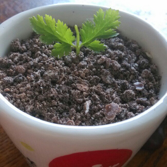 盆栽酸奶