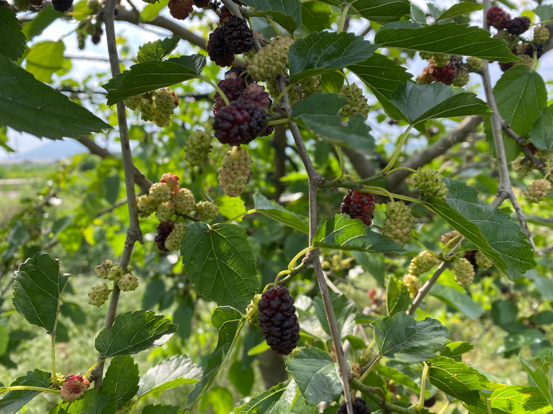 妈家院子里的菜